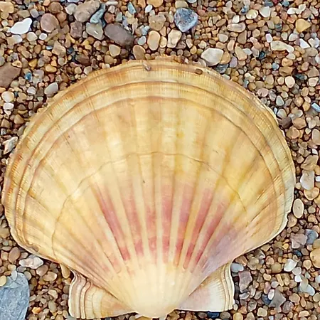 Apartamento Avec Loggia Vue